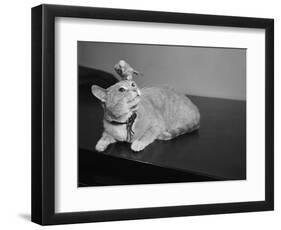 Canary Sitting on House Cat's Head-null-Framed Photographic Print