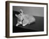 Canary Sitting on House Cat's Head-null-Framed Photographic Print