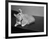 Canary Sitting on House Cat's Head-null-Framed Photographic Print