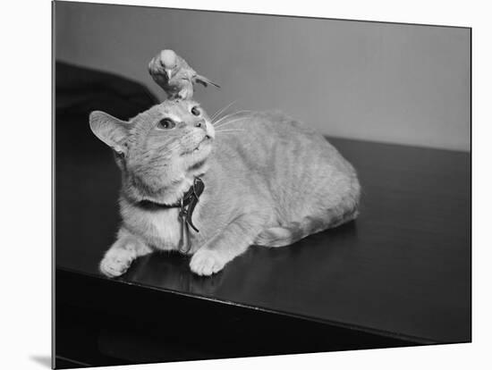 Canary Sitting on House Cat's Head-null-Mounted Photographic Print