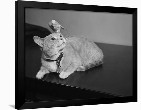 Canary Sitting on House Cat's Head-null-Framed Photographic Print