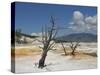 Canary Spring, Top Main Terrace, Mammoth Hot Springs, Yellowstone National Park, Wyoming, USA-Neale Clarke-Stretched Canvas