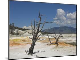 Canary Spring, Top Main Terrace, Mammoth Hot Springs, Yellowstone National Park, Wyoming, USA-Neale Clarke-Mounted Photographic Print