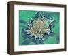 Cancer Cell Apoptosis, SEM-Steve Gschmeissner-Framed Premium Photographic Print