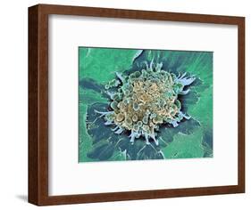 Cancer Cell Apoptosis, SEM-Steve Gschmeissner-Framed Premium Photographic Print