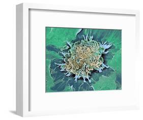 Cancer Cell Apoptosis, SEM-Steve Gschmeissner-Framed Premium Photographic Print