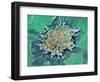 Cancer Cell Apoptosis, SEM-Steve Gschmeissner-Framed Premium Photographic Print