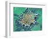 Cancer Cell Apoptosis, SEM-Steve Gschmeissner-Framed Premium Photographic Print