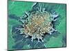 Cancer Cell Apoptosis, SEM-Steve Gschmeissner-Mounted Premium Photographic Print