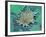 Cancer Cell Apoptosis, SEM-Steve Gschmeissner-Framed Photographic Print