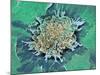 Cancer Cell Apoptosis, SEM-Steve Gschmeissner-Mounted Photographic Print