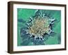 Cancer Cell Apoptosis, SEM-Steve Gschmeissner-Framed Photographic Print