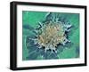 Cancer Cell Apoptosis, SEM-Steve Gschmeissner-Framed Photographic Print