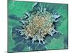 Cancer Cell Apoptosis, SEM-Steve Gschmeissner-Mounted Photographic Print