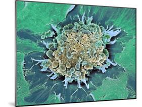 Cancer Cell Apoptosis, SEM-Steve Gschmeissner-Mounted Photographic Print