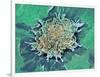 Cancer Cell Apoptosis, SEM-Steve Gschmeissner-Framed Photographic Print