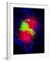 Cancer Cell Division-Dr. Paul Andrews-Framed Photographic Print