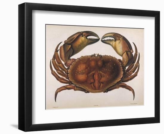 Cancer EdwardsII-I.o. Westwood-Framed Photographic Print