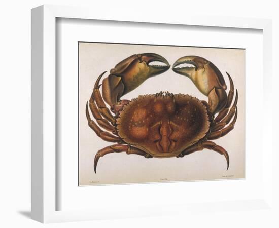 Cancer EdwardsII-I.o. Westwood-Framed Photographic Print