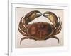 Cancer EdwardsII-I.o. Westwood-Framed Photographic Print