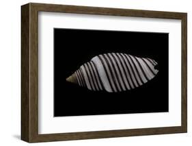 Cancilla Filaris-Paul Starosta-Framed Photographic Print