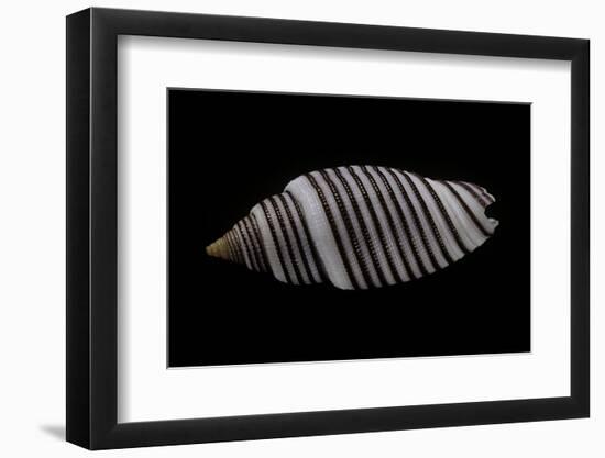 Cancilla Filaris-Paul Starosta-Framed Photographic Print