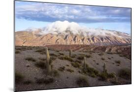 Candelabra Cactus, Valle Tin Tin, Los Cardones Park, Argentina-Peter Groenendijk-Mounted Photographic Print