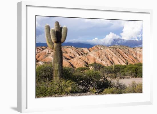 Candelabra Cactus, Valle Tin Tin, Los Cardones Park, Argentina-Peter Groenendijk-Framed Photographic Print