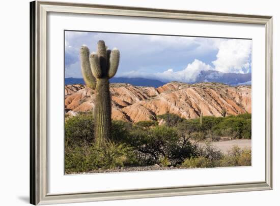 Candelabra Cactus, Valle Tin Tin, Los Cardones Park, Argentina-Peter Groenendijk-Framed Photographic Print