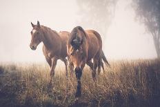 Horses in the Mist-Candice O\'Neill-Photographic Print