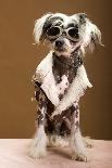 Sexy Chinese Crested Hairless Sporting A Cool Coat And Glasses-Candicecunningham-Stretched Canvas