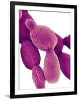 Candida Albicans Yeast, SEM-Science Photo Library-Framed Photographic Print