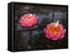 Candle Floating in Dafo Temple, Leshan, Sichuan, China-Porteous Rod-Framed Stretched Canvas