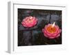 Candle Floating in Dafo Temple, Leshan, Sichuan, China-Porteous Rod-Framed Photographic Print