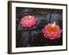 Candle Floating in Dafo Temple, Leshan, Sichuan, China-Porteous Rod-Framed Photographic Print