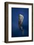 Candle Sperm Whale-Barathieu Gabriel-Framed Photographic Print