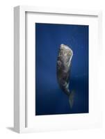 Candle Sperm Whale-Barathieu Gabriel-Framed Photographic Print