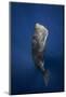 Candle Sperm Whale-Barathieu Gabriel-Mounted Photographic Print