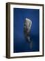 Candle Sperm Whale-Barathieu Gabriel-Framed Photographic Print