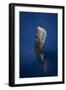 Candle Sperm Whale-Barathieu Gabriel-Framed Photographic Print