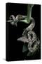 Candoia Carinata Carinata (New Guinea Tree Boa)-Paul Starosta-Stretched Canvas