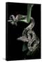 Candoia Carinata Carinata (New Guinea Tree Boa)-Paul Starosta-Framed Stretched Canvas