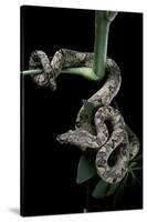 Candoia Carinata Carinata (New Guinea Tree Boa)-Paul Starosta-Stretched Canvas