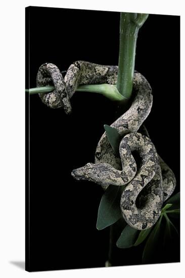 Candoia Carinata Carinata (New Guinea Tree Boa)-Paul Starosta-Stretched Canvas