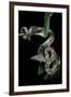 Candoia Carinata Carinata (New Guinea Tree Boa)-Paul Starosta-Framed Photographic Print