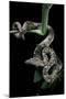 Candoia Carinata Carinata (New Guinea Tree Boa)-Paul Starosta-Mounted Photographic Print