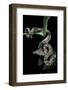 Candoia Carinata Carinata (New Guinea Tree Boa)-Paul Starosta-Framed Photographic Print