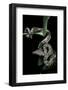 Candoia Carinata Carinata (New Guinea Tree Boa)-Paul Starosta-Framed Photographic Print