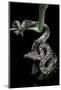 Candoia Carinata Carinata (New Guinea Tree Boa)-Paul Starosta-Mounted Photographic Print