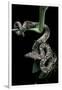 Candoia Carinata Carinata (New Guinea Tree Boa)-Paul Starosta-Framed Photographic Print